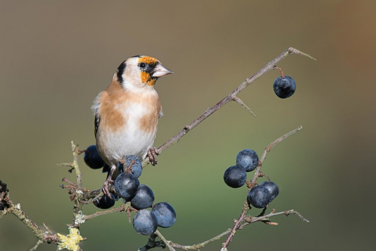 Birds enjoy tasting sloe berries