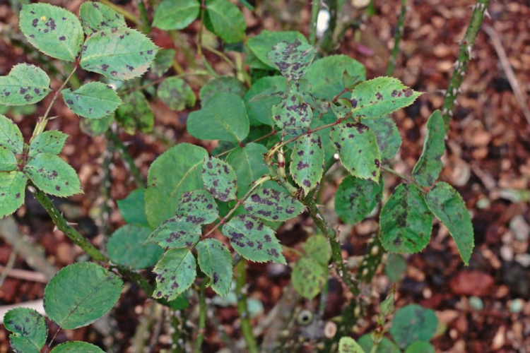 Black spots on the leaves are an indication of a fungal disease