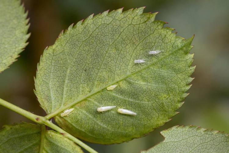 Both adult cicadas and larvae and their larval skins can be found on the underside of the leaf
