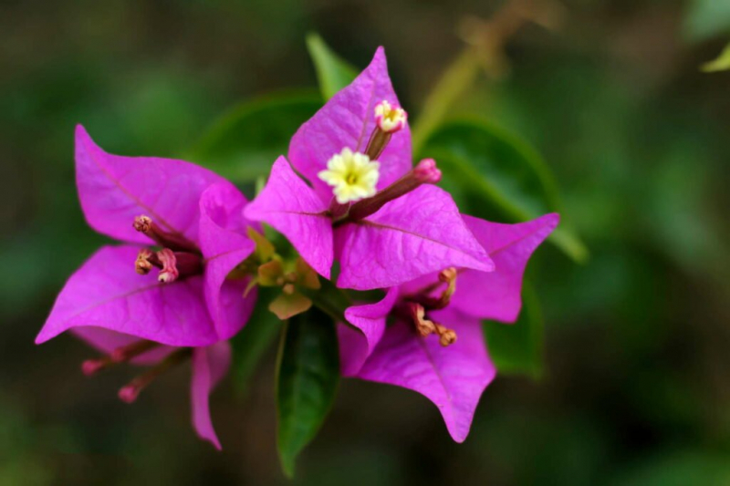 Bougainvillea: Expert Tips About Care And Grow
