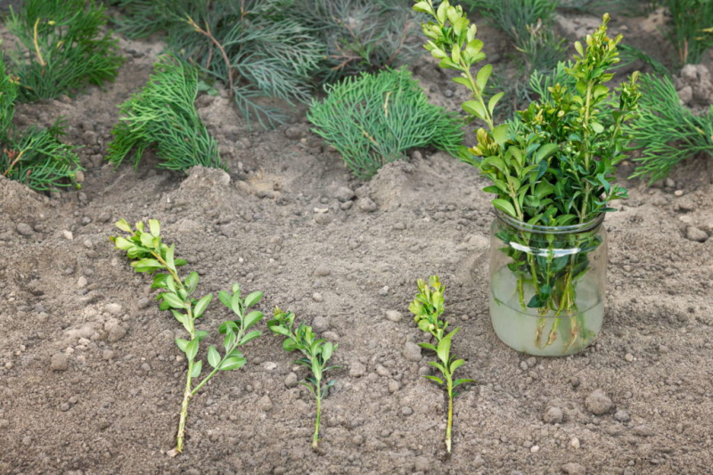 Box trees can be propagated by cuttings