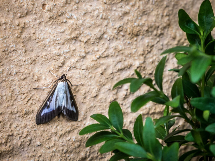 Boxwood Moth: How To Identify It Safely
