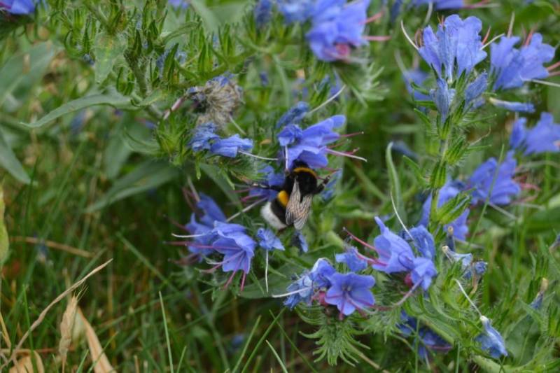 Bumblebees also love the nectar of the blue hyssop flowers
