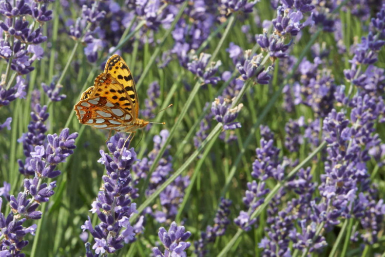 Butterflies and Co. are happy about the fragrant lavender blossoms