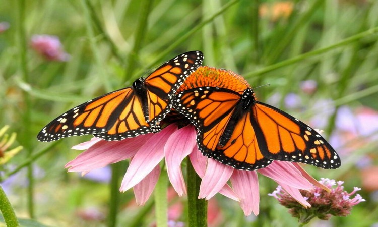 Butterfly Friendly Plants: The 10 Best Species