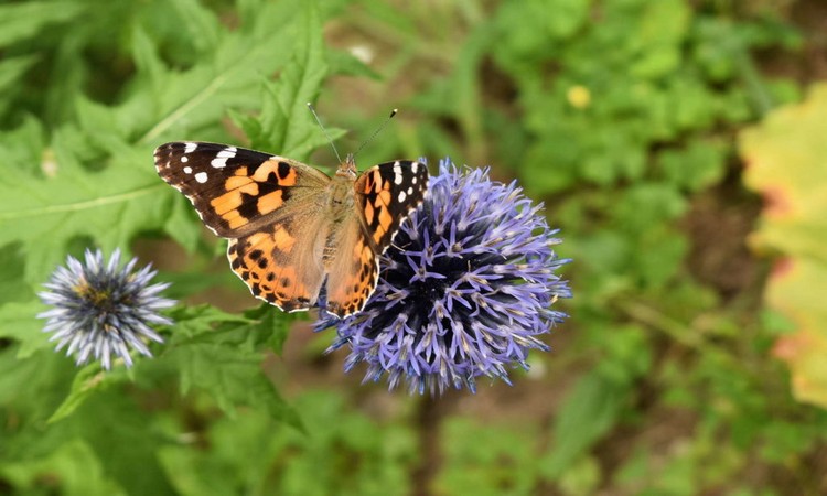 Butterfly on ball thistle