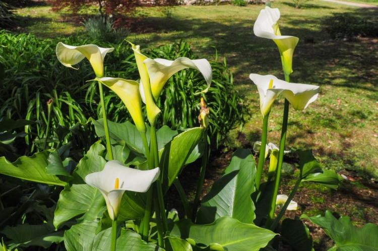 Callas are not hardy and therefore cannot be overwintered in the garden