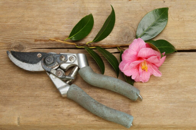 Camellias should also be pruned from time to time
