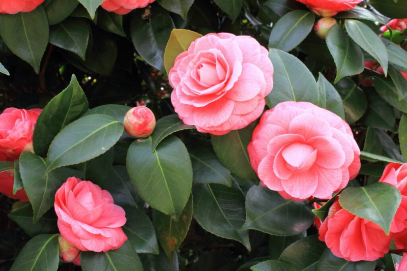 Caring For Camellia: Expert Tips For Ideal Care