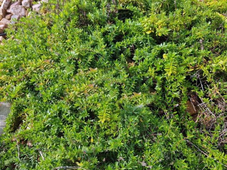 Cascade Thyme ( Thymus longicaulis odoratus )