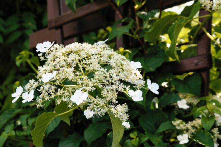 Climbing Hydrangea Pruning: Tips In Timing And Pruning
