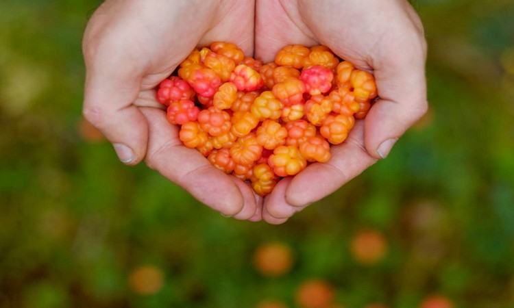 Cloudberries-in-the-Hand