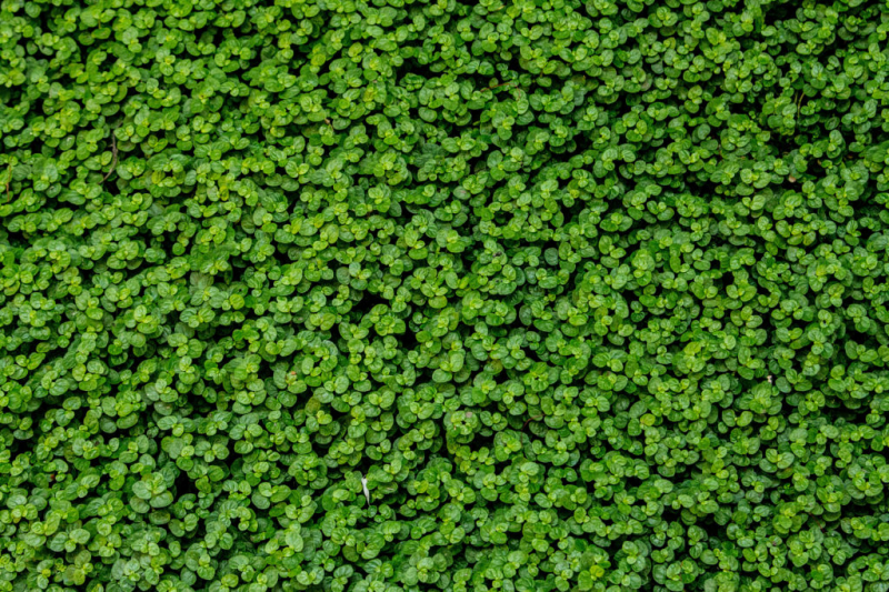 Corsican mint grows crawling and forms entire carpets of plants