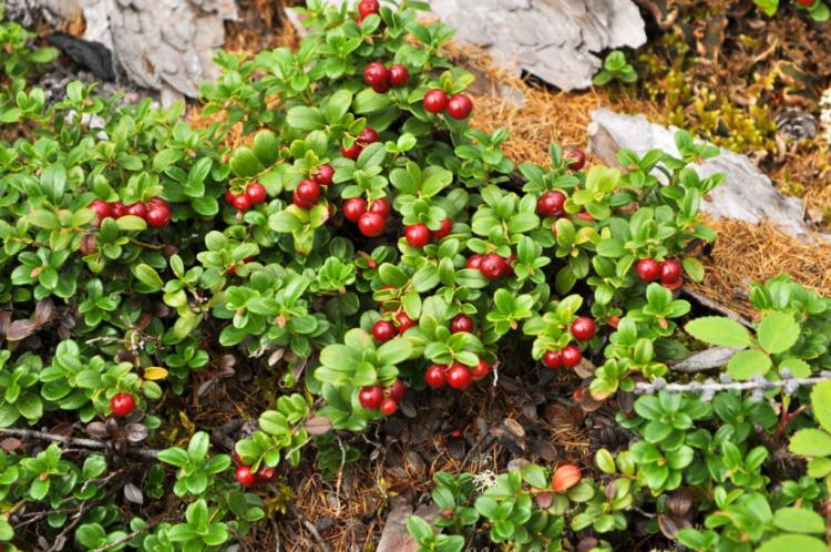 Cranberries are adapted to acidic forest soil