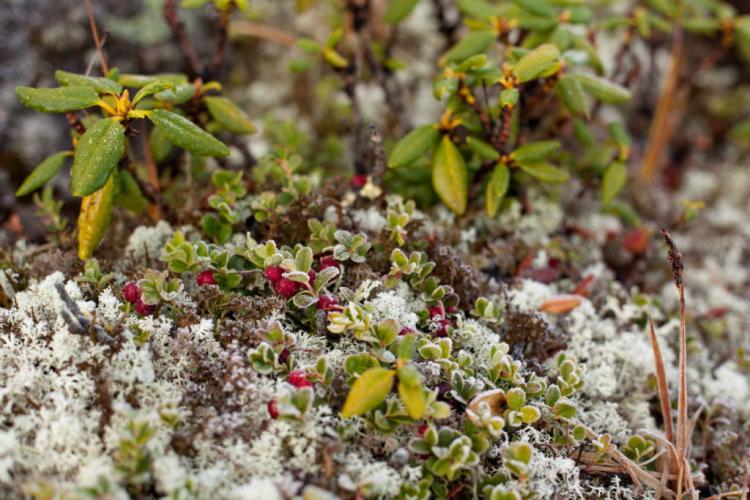 Cranberries are relatively hardy