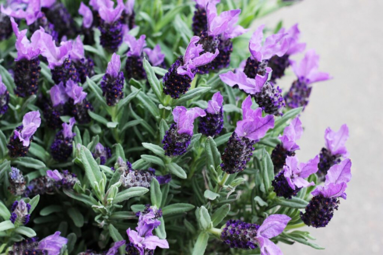 Cupped lavender is more sensitive to frost than real lavender