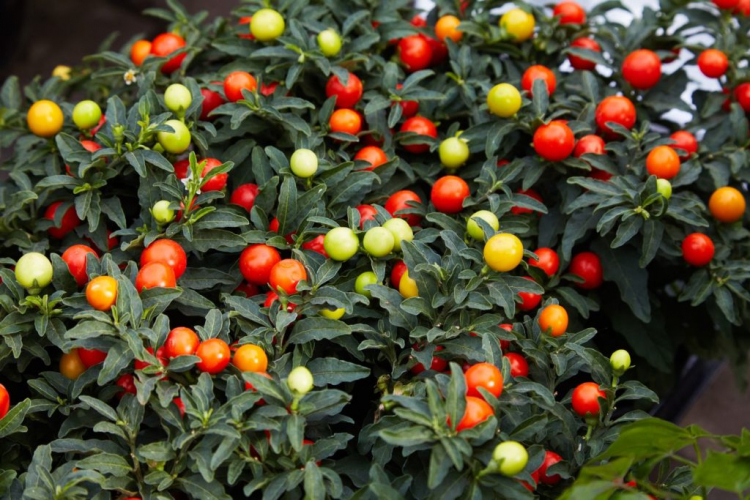 Depending on the degree of ripeness, the berries of the coral bush are yellow, orange or red