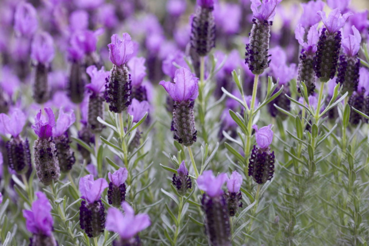 Depending on the variety, the flower color of the crested lavender can vary