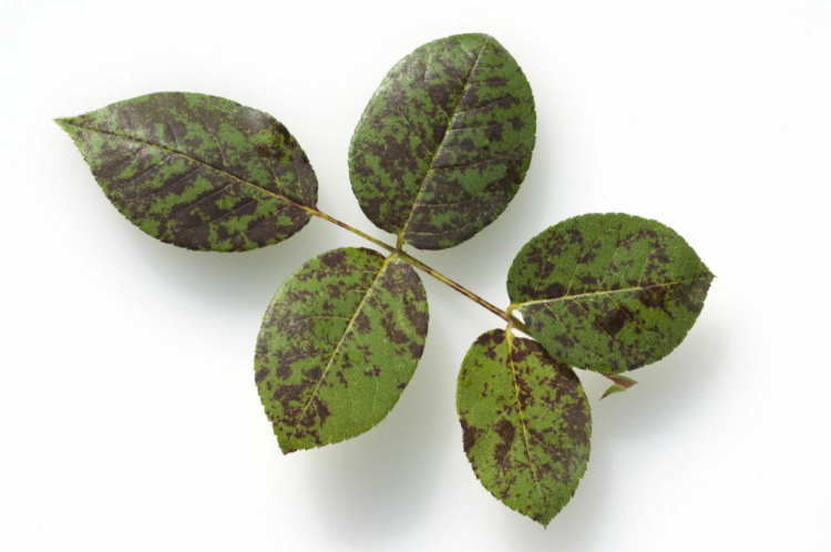 Downy mildew can be recognized by dark spots on the upper side of the leaf