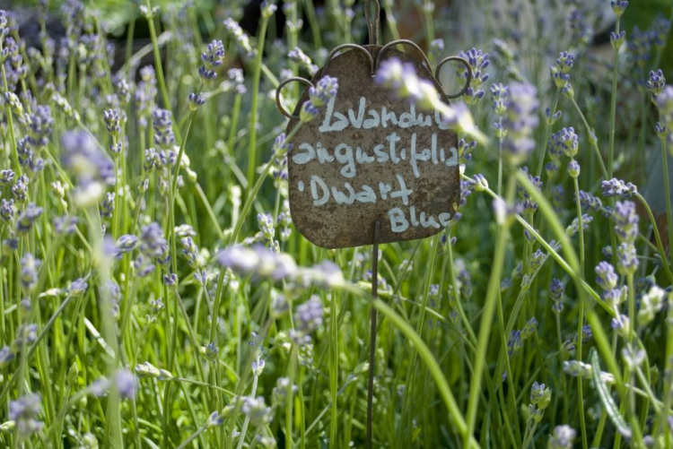 'Dwarf Blue' is particularly suitable for fragrant hedges