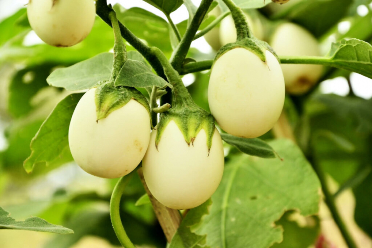 Egg Tree (Solanum melongena): Fruits, Plants And Care