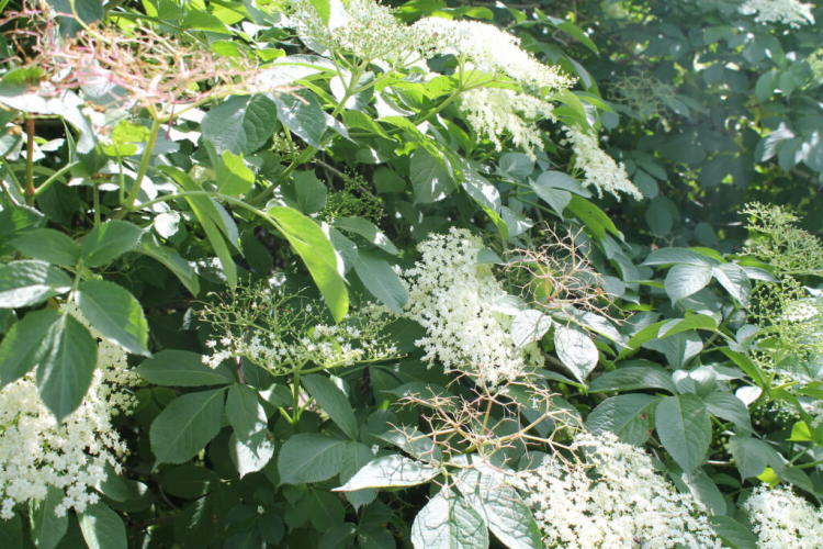 Elderberry Plants: Location, Timing And Tips For Growing In Pots And In The Garden