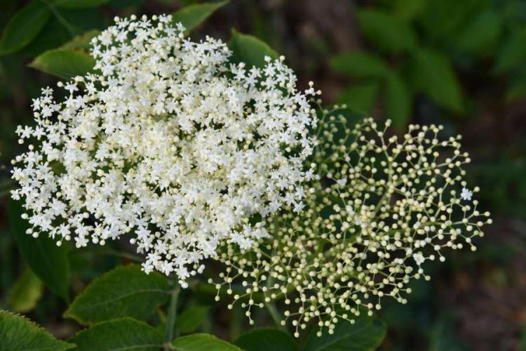 Elderberry:  Flowering, The Best Types And Tips For Propagating