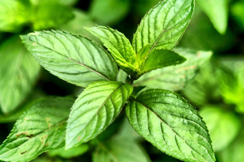 English mint has an intense and pungent taste