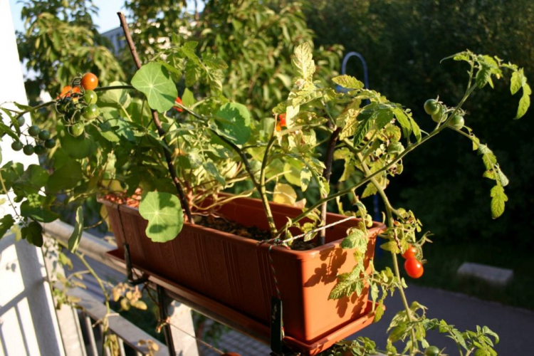 Enjoy the sunset on your balcony with your tomatoes
