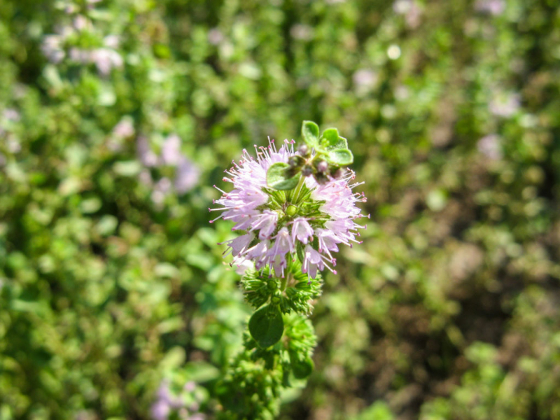 Even if it looks tempting, the pennyroyal is poisonous