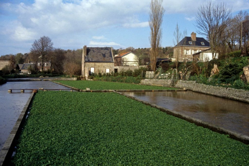 Even today, watercress is grown in so-called blades