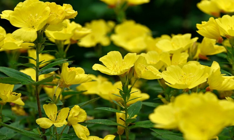 Evening Primrose: Planting, Caring For The Beautiful Flower