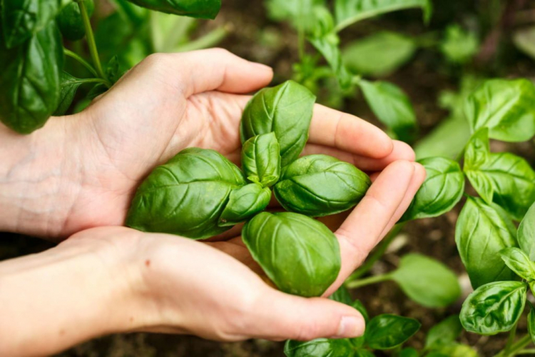 Fertilizing Basil: Which Fertilizer Is The Right One?