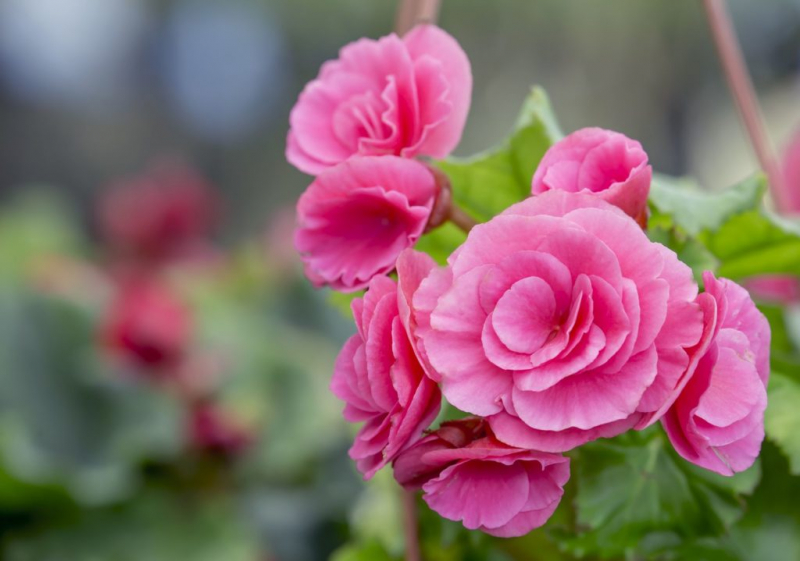 Fertilizing Camellia: Expert Tips At The Right Time & Procedure