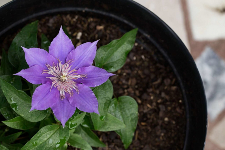 Fertilizing Clematis: Timing And Care Tips