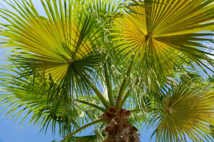 Fertilizing Palm Trees