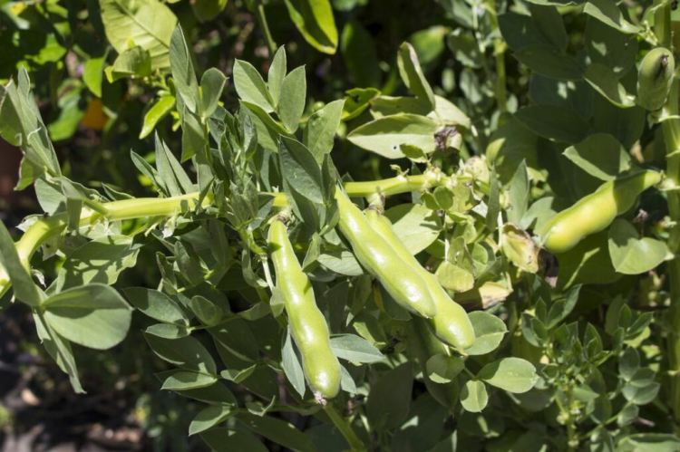 Broad Beans (Field Bean): Everything To Grow In Your Garden