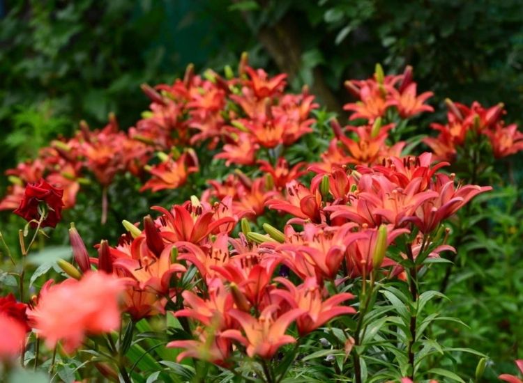 Fire lilies also bloom fiery red