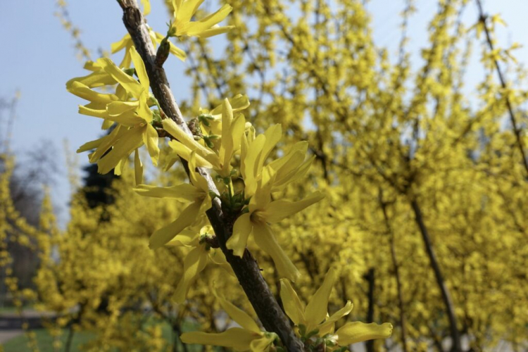 Flowers and leaves should be removed from a forsythia cutting