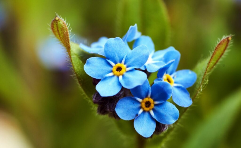 Forget-Me-Not Flower: Expert Tips On Buy, Plant And Care