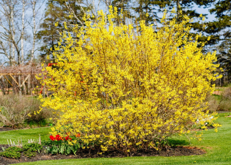 Forsythia: Everything About Flowering Time, Planting Time And Pruning