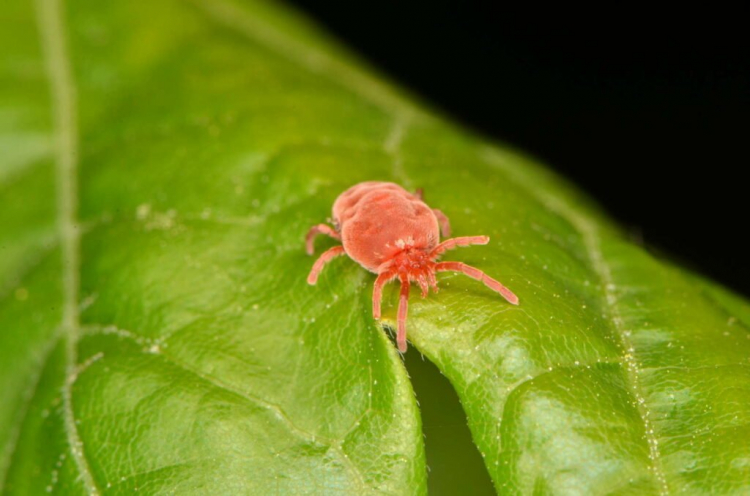 Grass Mites: Protecting Dogs And Humans From Annoying Bites