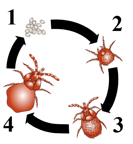 Grass mite cycle