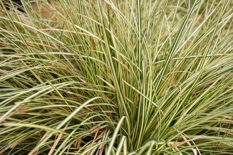 Grasses that cover the ground, such as the carpet Japan sedge, can help suppress weeds