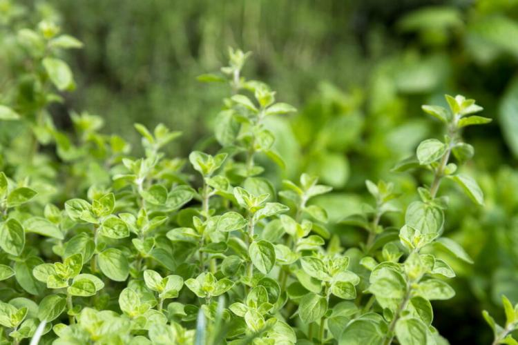 Grow Oregano Indoors: The Mediterranean Herb In Your Garden