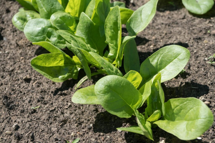 How To Grow Spinach: Culture Guide And The Best Tips