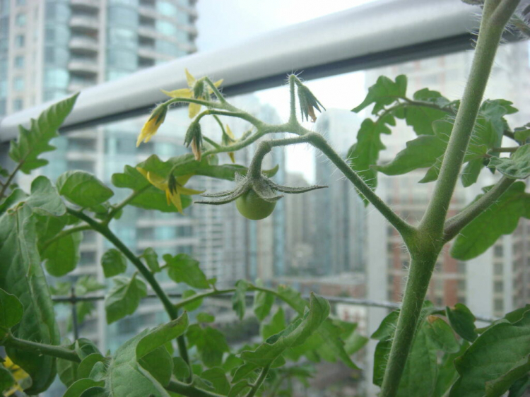 How To Grow Tomatoes On The Balcony