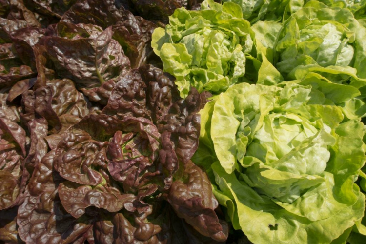 Planting And Growing Lettuce: Our Expert Tips
