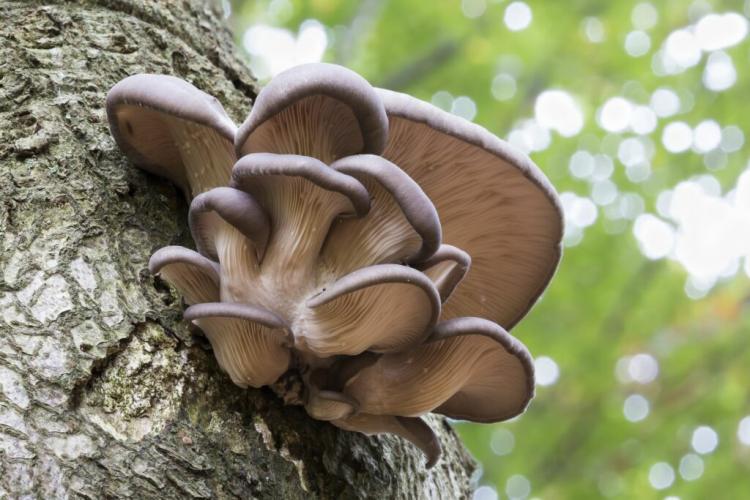 Growing Mushrooms On Tree Trunks: Guide And Expert Tips