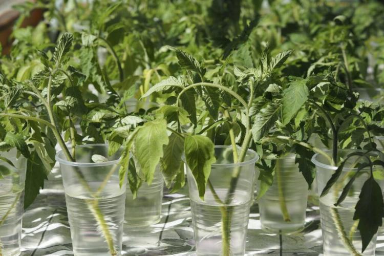 Growing tomato cuttings is a good alternative to overwintering whole plants